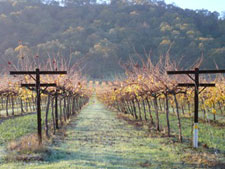 Photo of vineyards in december at Clos LaChance Winery