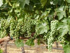 photo of grapes at Clos LaChance Vineyards